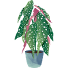 Trout Ebgonie Houseplant