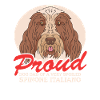 Spinone Italiano Cadeau de papa