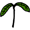Sprout seedling young plant