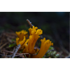 Korallen Pilz