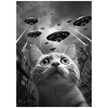 Ufo Selfie Cat