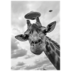 Ufo Selfie Giraffe