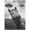 UFO Selfie Horse