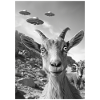 Ufo Selfie Ibex