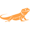 Bearded Dragon