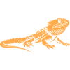 Bearded Dragon