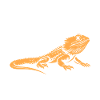 Dragon barbu