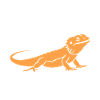 Dragon barbu