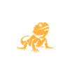 Dragon barbu