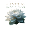 Bloom like Lotus