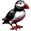 Macareux