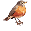 Robin Rotkehlchen