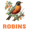 Robin Rotkehlchen