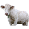 Vache