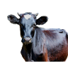 Vache