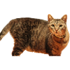 Cat Kitten