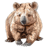 Wombat