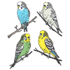 4 Budgies