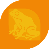 Frog Amphibian Frog Prince