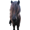 Chevaux T-shirt Cadeau Cavalier