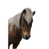 Chevaux T-shirt Cadeau Cavalier