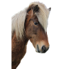 Chevaux T-shirt Cadeau Cavalier