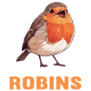 Robin Rotkehlchen