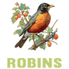 Robin Rotkehlchen