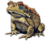 Toad Toads Toad