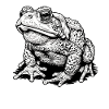 Toad Toads Toad