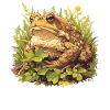 Toad Toads Toad