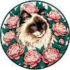 Ragdoll Breed Cat