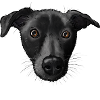 Roger 2