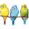 3 Budgies