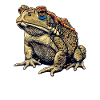 Toad Kröten Kröte