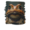 Toad Toads Toad