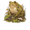 Toad Toads Toad