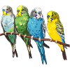 Budgies