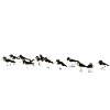 Oystercatchers