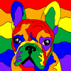 Rainbow Frenchie