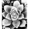 black and white flower