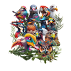 Birds