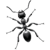 Ant