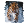 Amur Leopard Amurleoparden Amurleopard