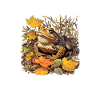 Toad Toads Toad