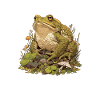 Toad Toads Toad