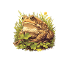 Crapaud crapaud crapaud