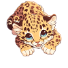Amur Leopard Amurleoparden Amurleopard
