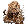 Amur Leopard Amurleoparden Amurleopard