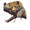 Amur Leopard Amurleoparden Amurleopard